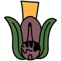 Ácatl